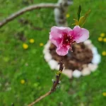 Wildflowers House - Japartments アパート