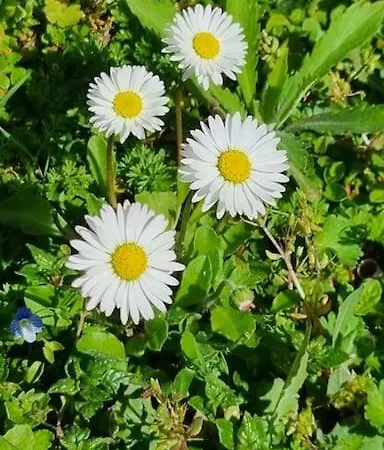 דירה Wildflowers House - Japartments
