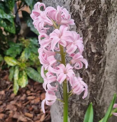 Wildflowers House - Japartments Appartement Genua