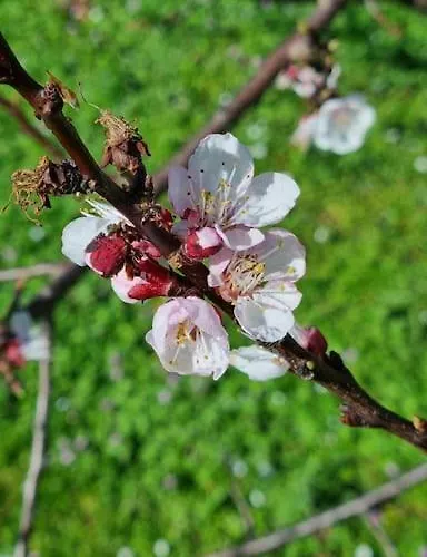 Appartement Wildflowers House - Japartments *