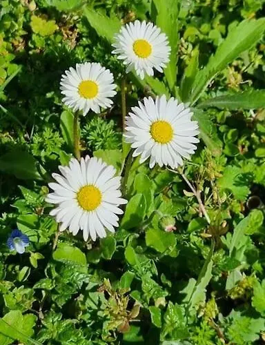 Appartement Wildflowers House - Japartments