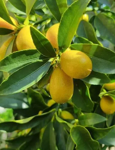 Appartement Wildflowers House - Japartments Genua