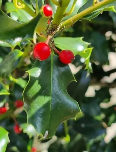 Wildflowers House - Japartments