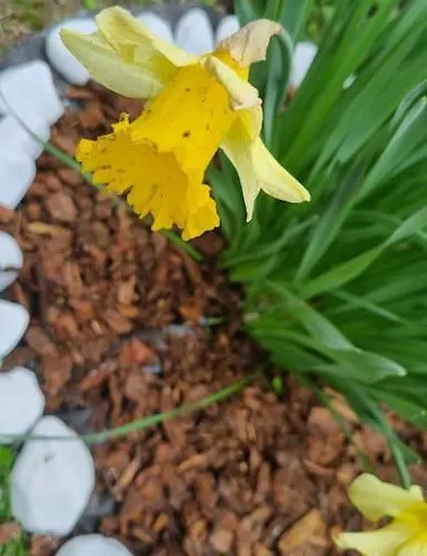 Appartement Wildflowers House - Japartments