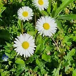 Apartmán Wildflowers House - Japartments